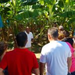 st-lucia-tours-visits-banana-plantation