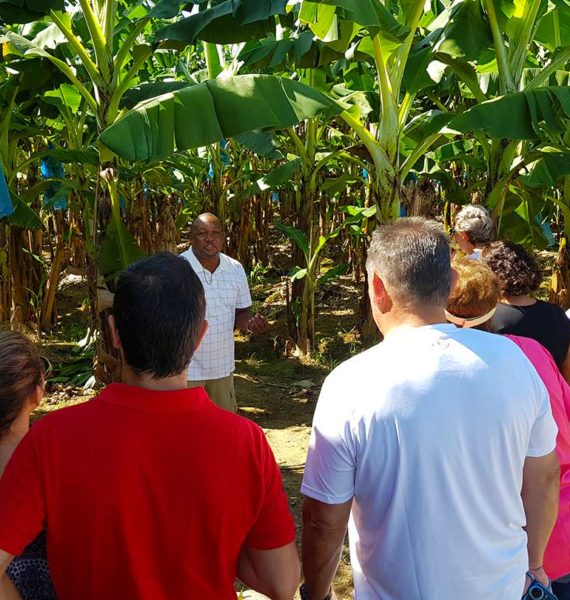st-lucia-tours-visits-banana-plantation